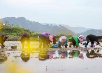 World rice costs may rise extra as China flood dangers loom: Fitch Rankings