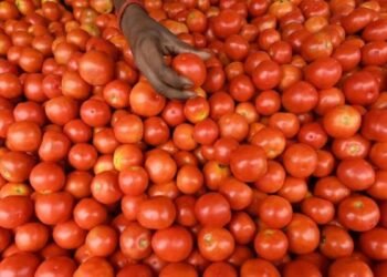 Govt to promote tomatoes at Rs 40 per kg from Aug 20