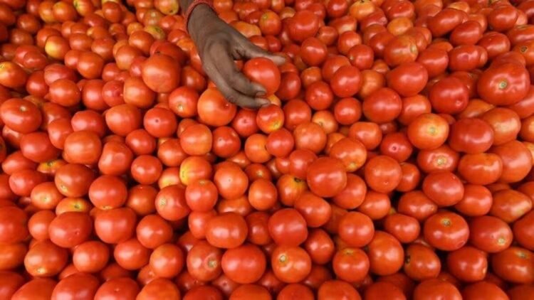 Govt to promote tomatoes at Rs 40 per kg from Aug 20