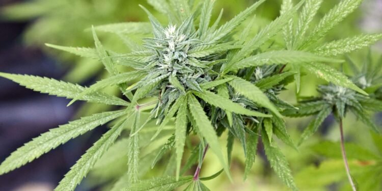 Would-be head of Minnesota marijuana company resigns
