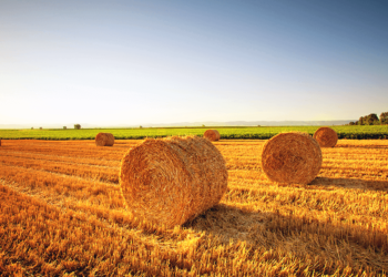 Find out how to Begin a Hay Farm