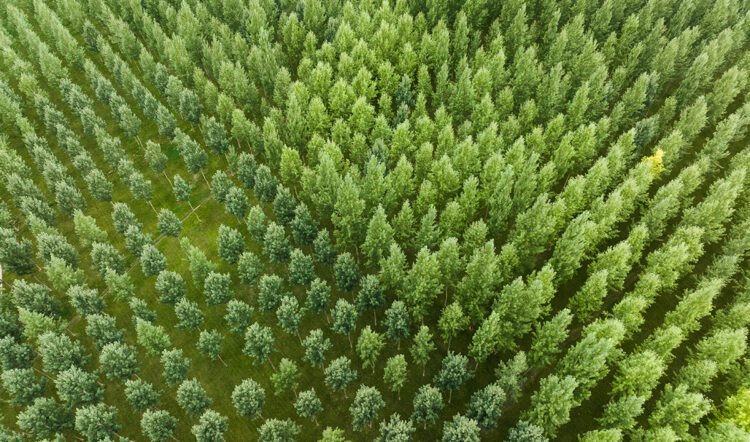 Rethinking Company FX Hedging: Seeing the Forest by means of the Timber