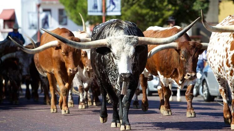 How To Deal with This Market Rally; ‘Magnificent 7’ Are All Close to Purchase Factors
