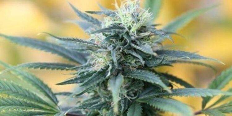 5 Greatest Hashish ETFs in 2023