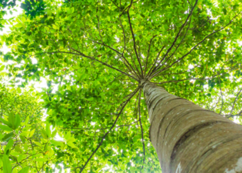 Nature-based Local weather Change Options for a Greener ESG Portfolio