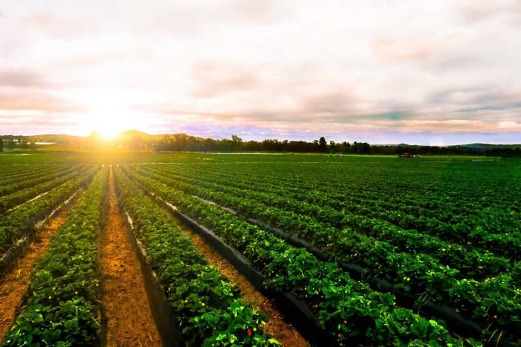 Gladstone Land: American Farmland At A Low cost, 3.8% Yield (NASDAQ:LAND)