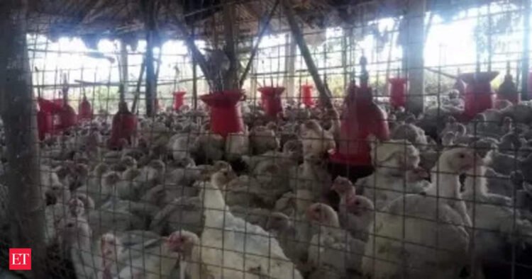 france: France places nation on ‘excessive’ alert for chook flu