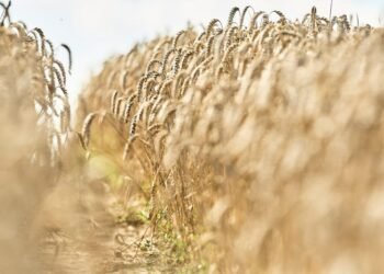 South Africa’s 2023 wheat harvest seen 2% increased than earlier 12 months