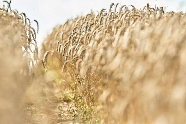 South Africa’s 2023 wheat harvest seen 2% increased than earlier 12 months