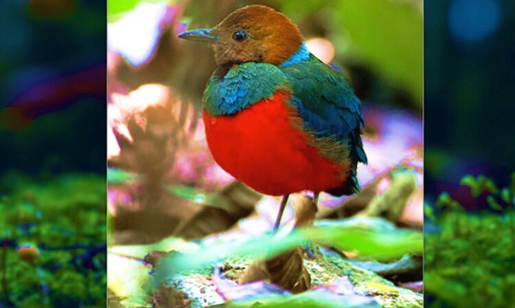 A Pure Capital Method to Sustainable Investing: A Tribute to Pitta