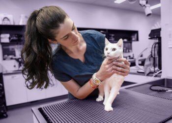 Pets Finest Pet Insurance coverage Assessment