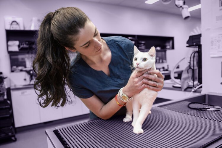 Pets Finest Pet Insurance coverage Assessment