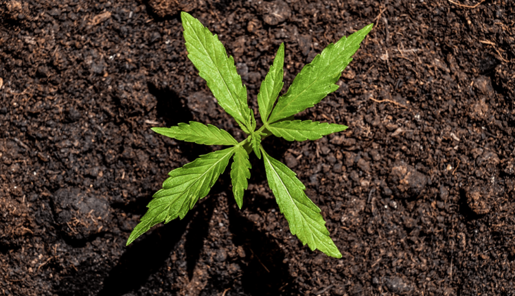 US Hashish Investing: An Overview