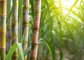 Cupboard okays hike in sugarcane FRP by Rs 25 to Rs 340 a quintal in candy deal for farmers