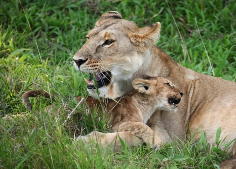 Lion and rhino breeding ban authorized by cupboard