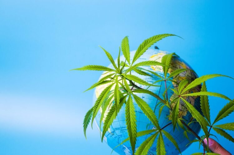 The Evolving Worldwide Hashish Panorama