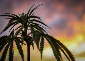 Viridian Chart Of The Week: Is Consolidation Rising In Hashish?