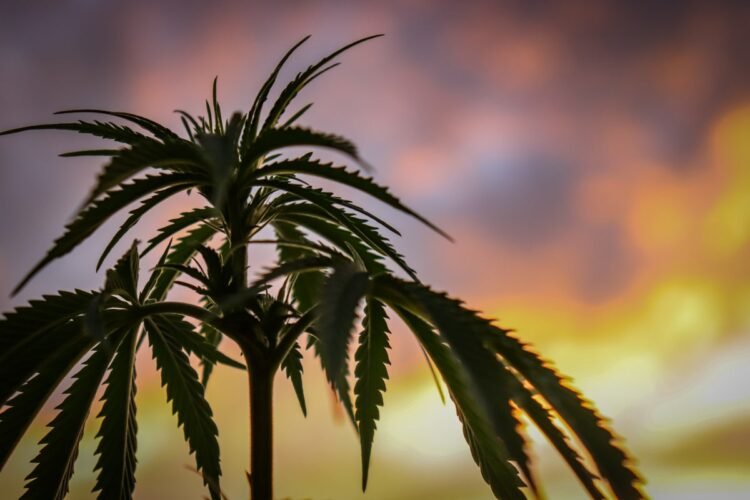 Viridian Chart Of The Week: Is Consolidation Rising In Hashish?