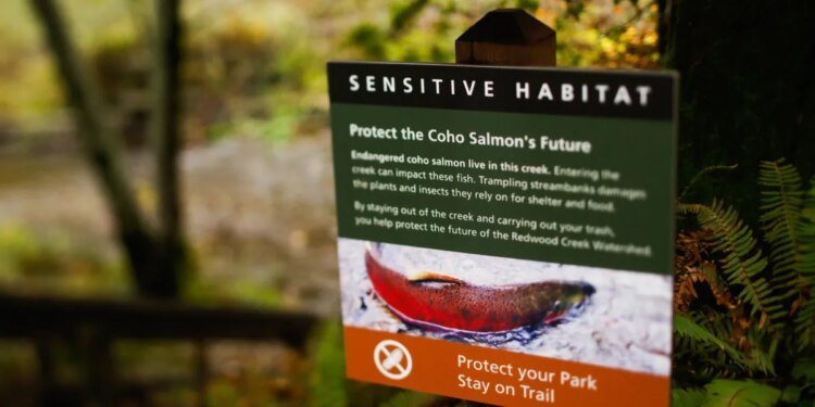 Federal authorities bans salmon fishing off California coast for second 12 months in a row