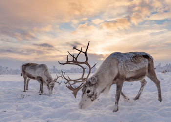 Are Reindeer Good Inventory Pickers?