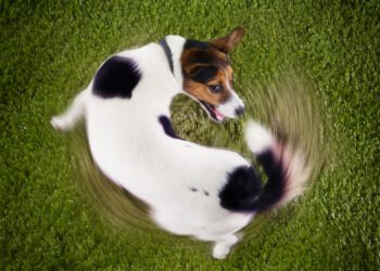 Benchmarking Has Change into Round | CFA Institute Enterprising Investor