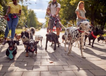 Insurance coverage for Canine Walkers – Small Enterprise UK