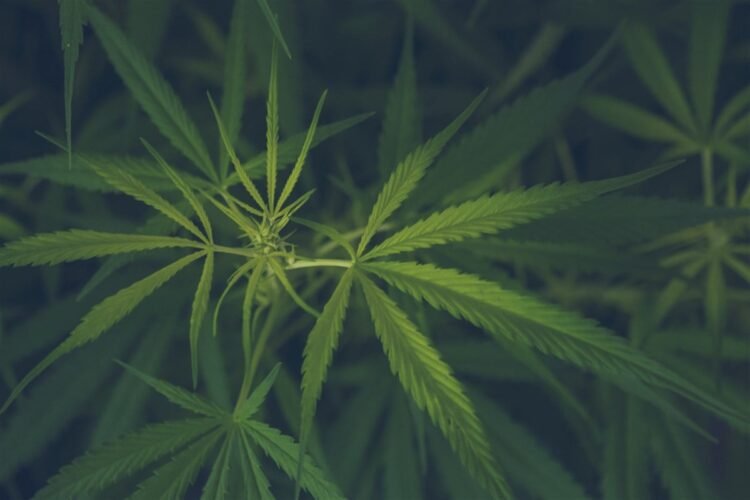 Which Hashish Inventory Leads the Sector?