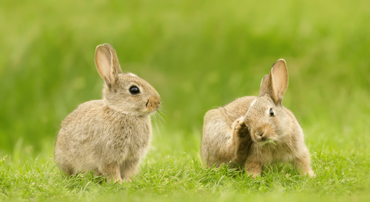 Institutional Portfolio Benchmarks: Gradual Rabbits?