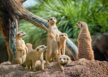 Revisiting the Issue Zoo: How Time Horizon Impacts the Efficacy of Funding Components