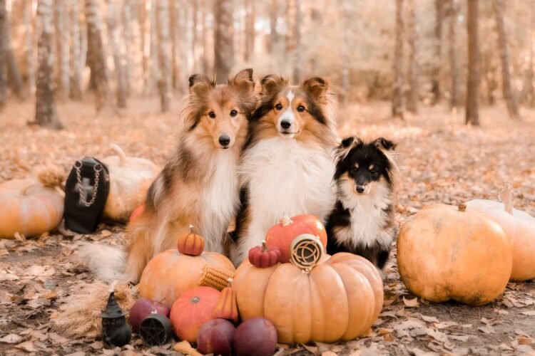 67 Aristocrats November Dividend Cornucopia Has 39 ‘Safer’ And a pair of Perfect Canine