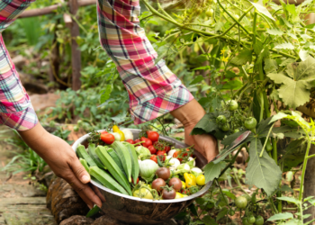 What’s Natural Farming? Strategies and Important Data