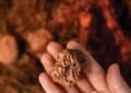 Cyprium Beneficial properties Full Management of Paterson Copper Mission as IGO Withdraws