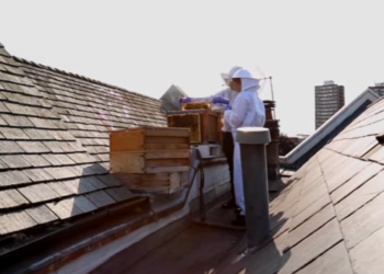 The right way to develop into an city beekeeper