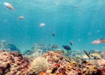 Deep-Sea Disaster: Can the ISA Regain Management of the Deep Ocean?