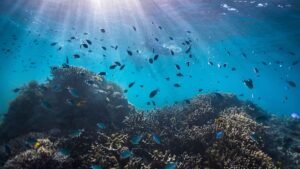 The promise and pitfalls of biodiversity offsets