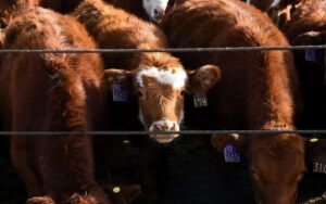 Five who worked at Texas cattle company indicted, accused of $220 million nationwide fraud scheme
