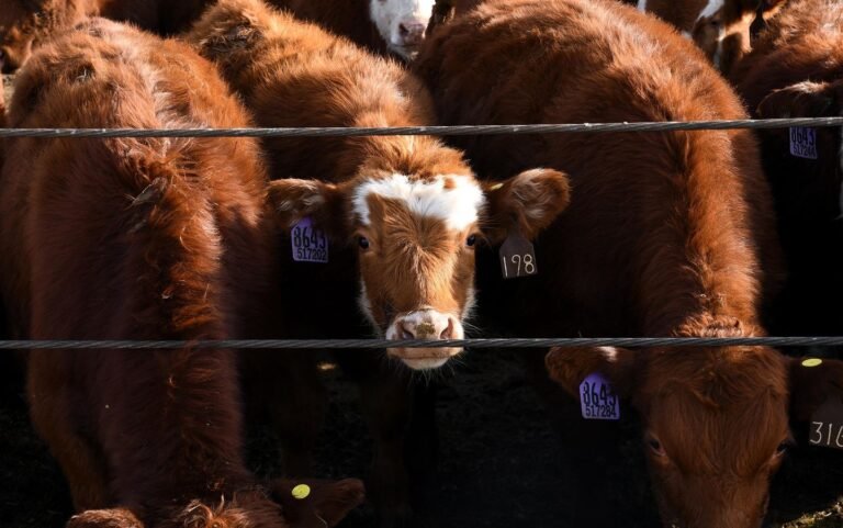 Five who worked at Texas cattle company indicted, accused of $220 million nationwide fraud scheme