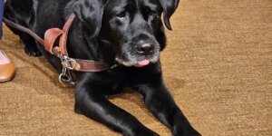 How Alfred the service dog changes the rights of Lyft riders nationwide