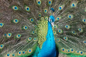 Financial Selection and Investor Herding: Lessons from Evolutionary Biology