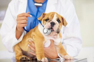 Why Vet Bills Are Skyrocketing and What You Can Do About It