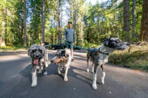 How to start a dog walking business