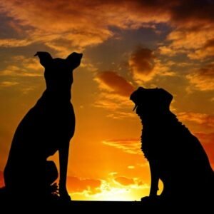 Pet Insurance: Is It Worth It for You?