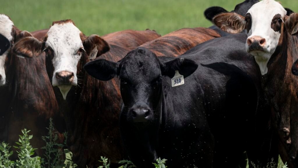 Texas screwworm cases don’t risk food supply, Brooke Rollins says