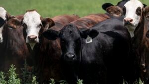 Texas screwworm cases don’t risk food supply, Brooke Rollins says