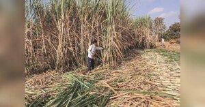 Sugar industry seeks ICAR Centre of Excellence for advanced cane breeding | Agriculture