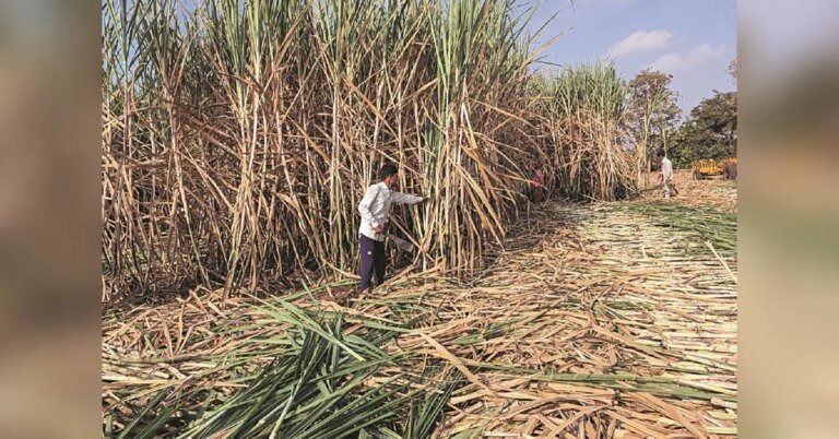 Sugar industry seeks ICAR Centre of Excellence for advanced cane breeding | Agriculture