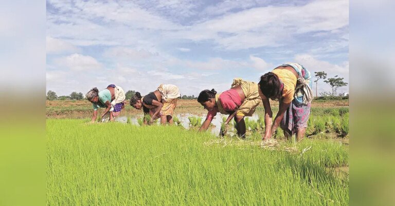 Kharif sowing gathers pace as rainfall exceeds normal by 51% on Tuesday | Agriculture