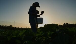 Specialty farmers adapt harvests, protect crops in face of extreme heat