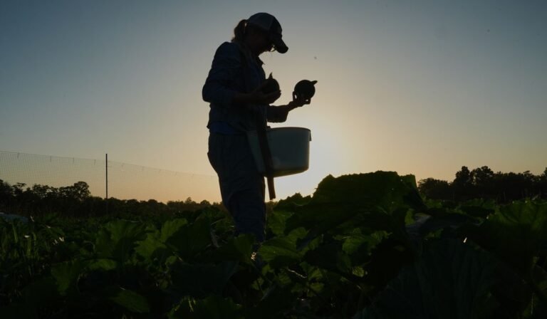 Specialty farmers adapt harvests, protect crops in face of extreme heat