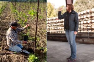 California’s struggling wine industry plots major pivot that could change